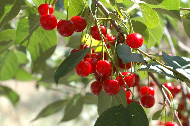 English Morello Cherries