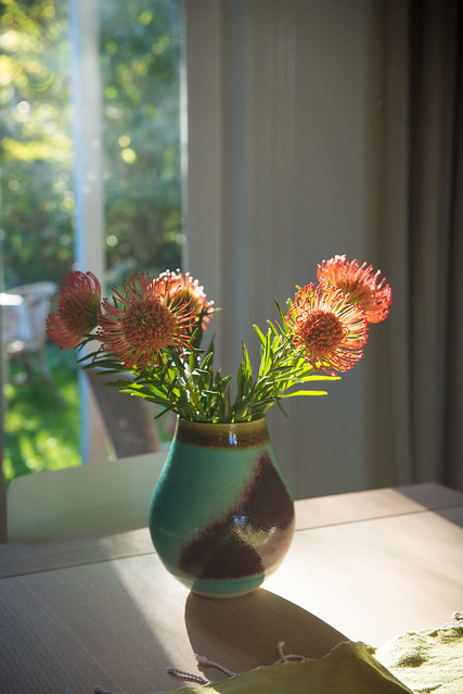 Flowers in morning sunlight