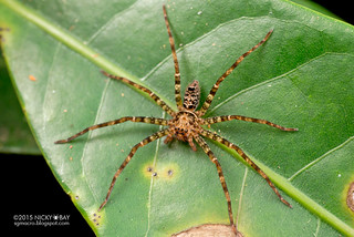 Huntsman spider (Heteropoda sp.) - DSC_6170