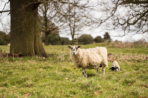 blackandwhite bw suffolk sheep nt lamb nationaltrust ickworth ickworthhouse