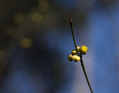 springtime is here | by tottiatti