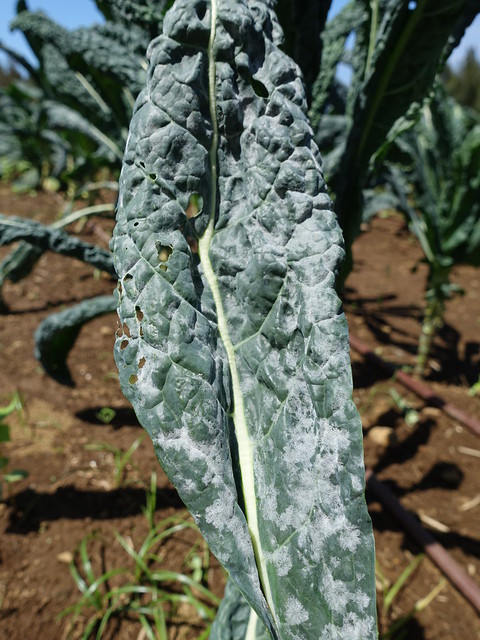 Kale: Powdery mildew
