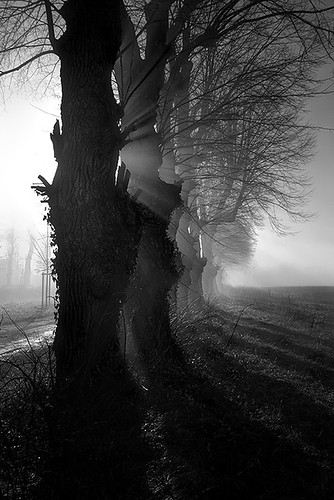 In the Fog : Strange trees - | by Frank "cisdé" - Visiting the Past