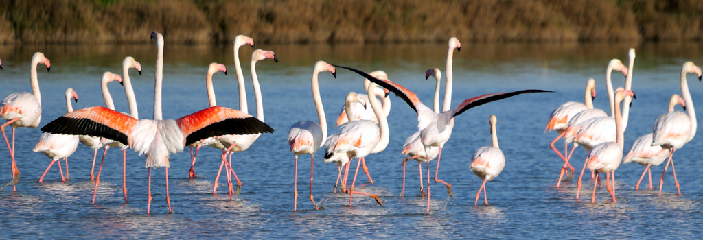 Loro