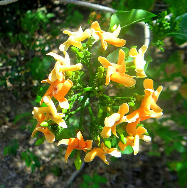 Flor amarillo naranja