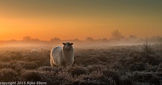 Sheep on a cold early spring morning during a hazy sunrise