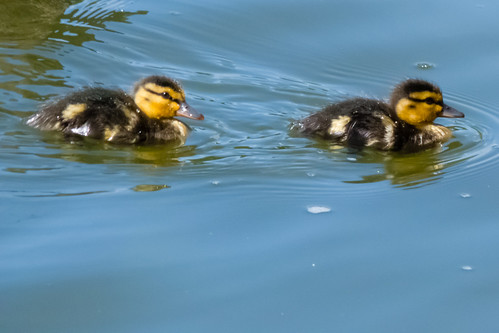 Two ducklings, West Park