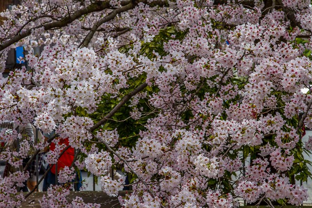 Cherry Blossoms - Philosophers' Path - Kyoto, Japan - 4 April 2015.02