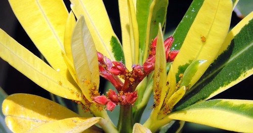 Insects Invasion | by Khaled M. K. HEGAZY