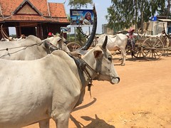 Beautiful oxen