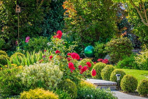 Garden Landscape Close Up by randyherring, A beautiful front garden in Los Gatos, California.california ca morning flowers trees plants sunligh