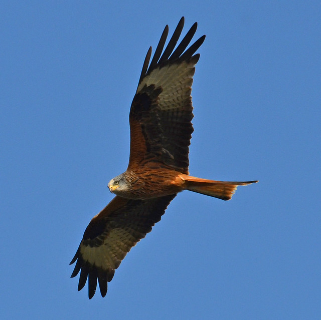 Red Kite at Cholsey 20th March 15'
