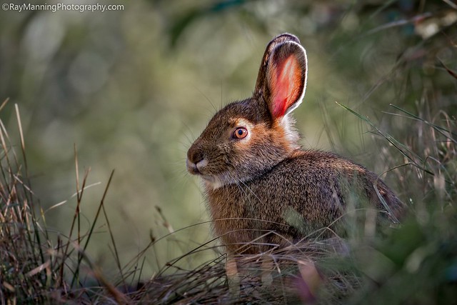 Snowshoe Hare - Boundary Waters, MN           #Mammals #Nature #NaturePhotography #Photography #SnowshoeHare #Wildlife #WildlifePhotography #fineart #fineartphotography #promotephotography #raymanningphotography