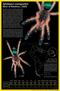 Ephebopus cyanognathus Poster 1 [v2] | by mygale.de