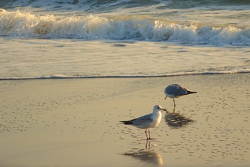 ocean beach sunrise dawn sand surf florida seagull indialantic