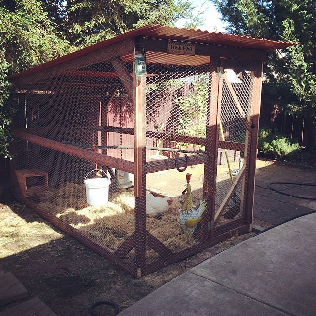 The new chicken palace #backyardchickens #coop #upgrade