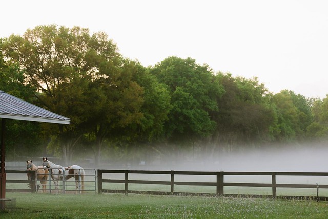 Horses in a foggy field in Ocala, Florida