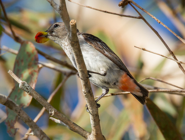 Mistletoe Bird (Diaceum hirundinaceum) (mature female).01
