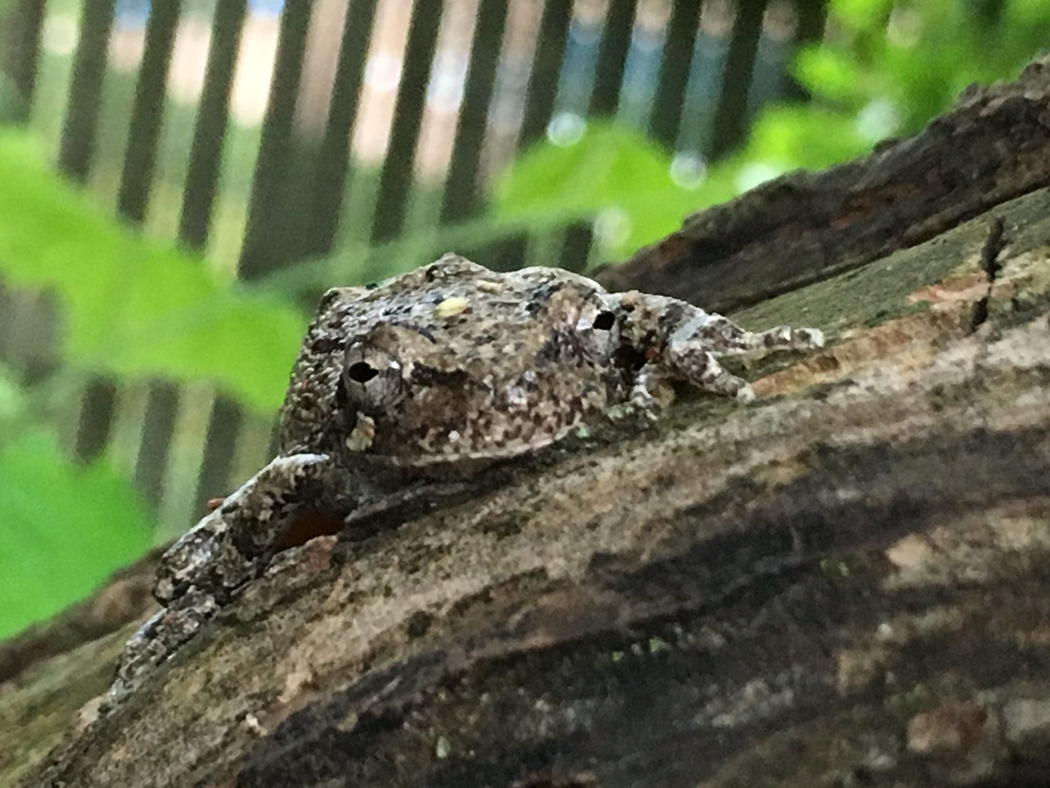 My new frog friend