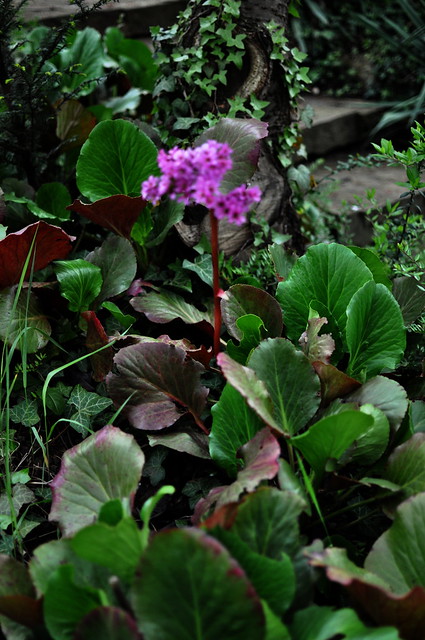Bergenia crassifolia - Pink flower