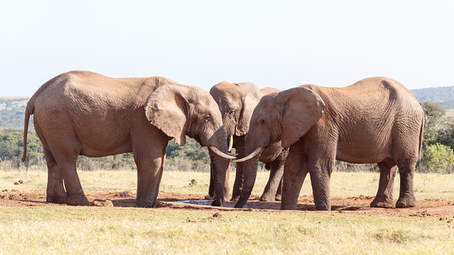 Three Elephants at the Watering Hole - African Bush Elephant