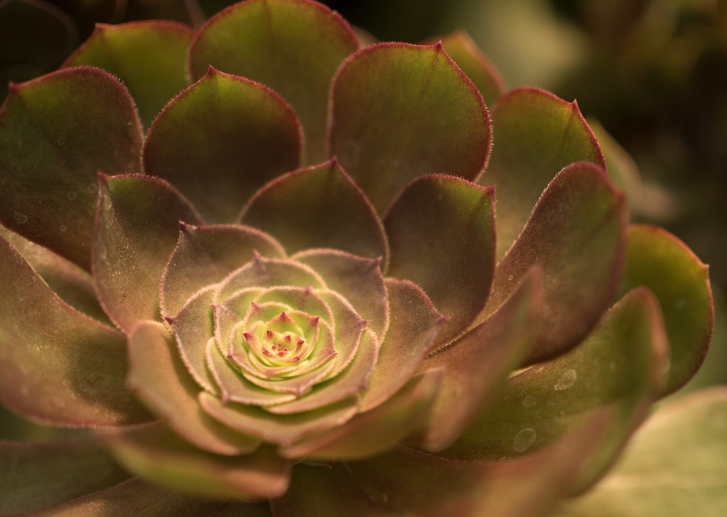 Radiant Succulent | East Austin Succulents | Peter Tsai | Flickr