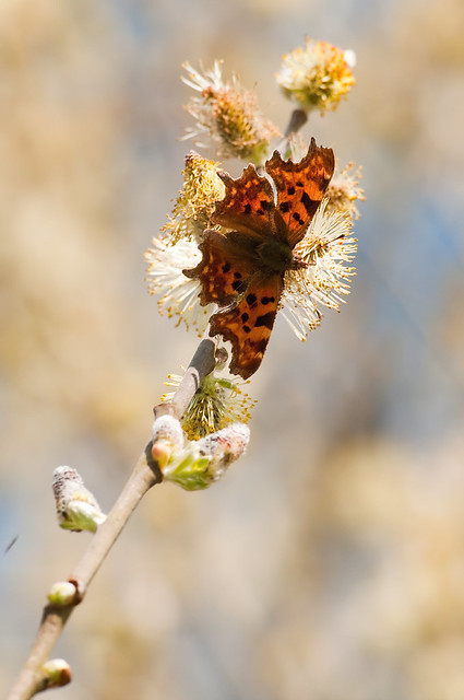 Polygonia c-album comma butterfly 6th april 2015