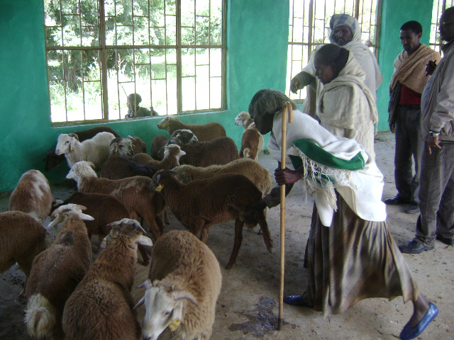 ‘Ram selection committee’ select breeding rams for the cooperative breeding group in Tigray, Ethiopia.