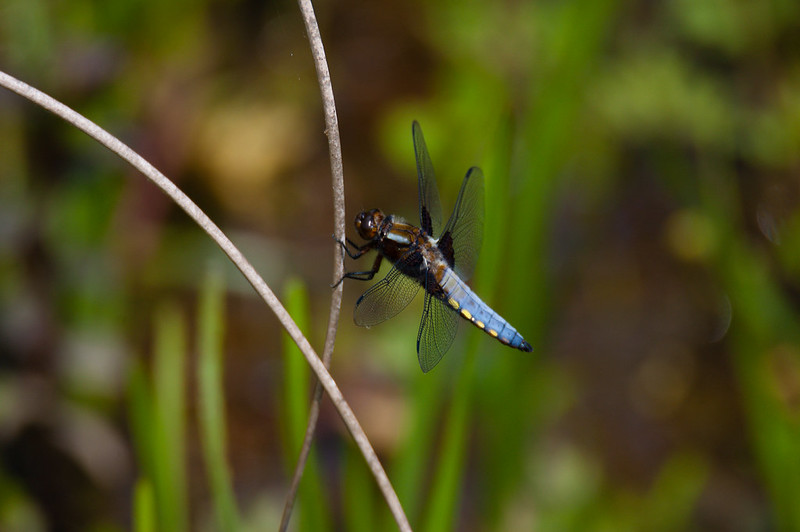 A broad bodied chaser back