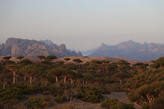Centennial Dragon blood trees at dawn on Firmhin Plateau, Socotra, Yemen