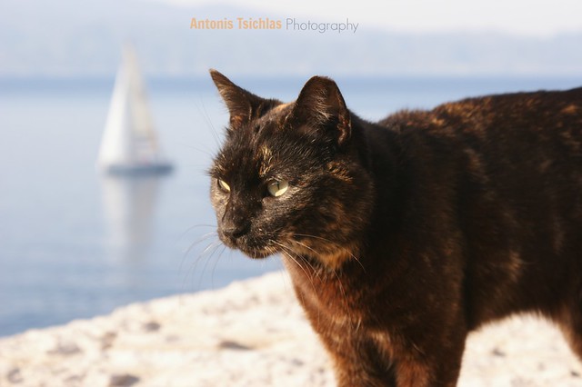 Black cat in Hydra island