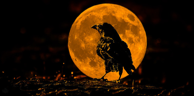 The Raven: Once upon a full moon rising