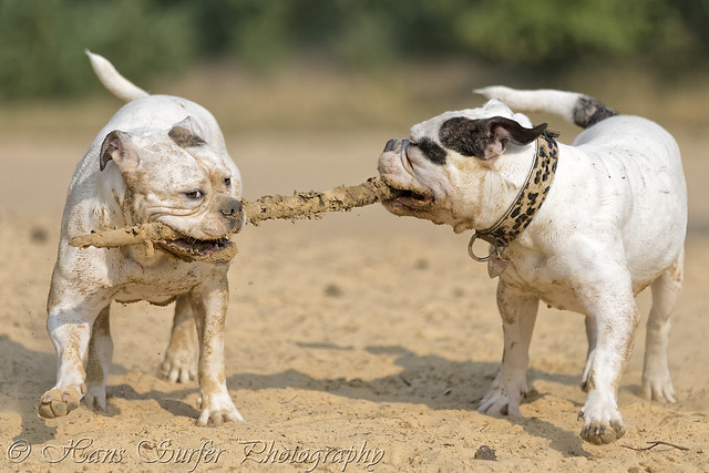 The stick is mine..[2 American Bulldogs]
