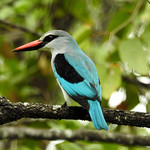 069 Woodland Kingfisher