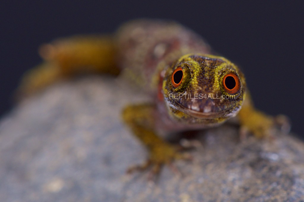 Union Island gecko (Gonatodes daudini)