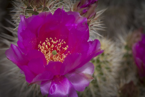 life pink flowers camping camp arizona cactus southwest flower color detail macro green art floral yellow rock cacti canon river garden landscape botanical photography eos death utah petals spring sand highway soft day desert blossom gardening outdoor magenta canyon petal virgin shannon needle area bloom after wildflowers recreation pollen dslr delicate botany wildflower canondslr canoneos heavenly canyons intricate virginriver lifeafterdeath 50d shannonday canoneos50d eosdslr canoneos50ddslr virginriverrecreationarea virginrivercampground lifeafterdeathstudios lifeafterdeathphotography shannondayphotography shannondaylifeafterdeath lifeafterdeathstudiosartandphotography shannondayartandphotography