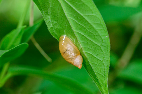 New Snail No Shell | by vernonbone