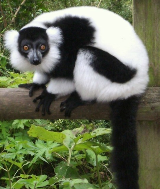 Black-and-White-Ruffed Lemur, Dudley Zoo