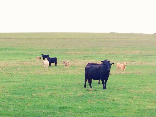 green animals vegan texas cows farm