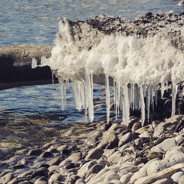 Lakeshore icicles.