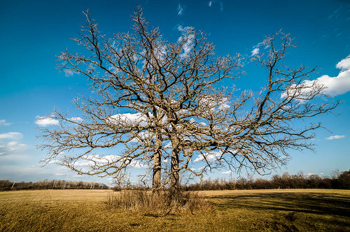 trees sky nature wisconsin clouds landscape spring unitedstates april oaktree mukwonago 2015