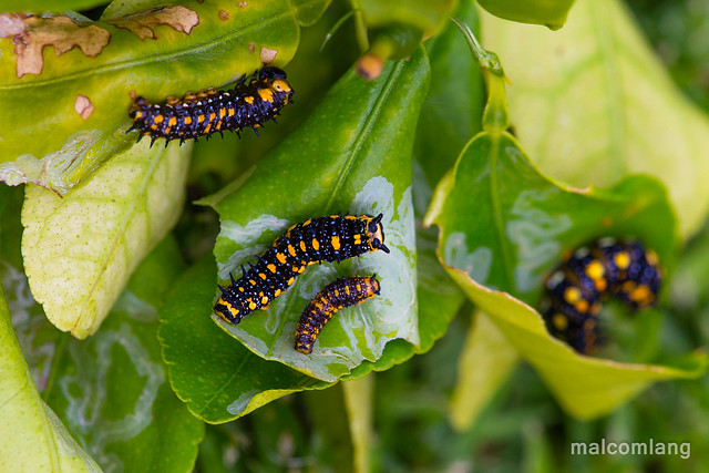 Papilio Anactus Caterpillar (Dingy Swallowtail Butterfly Larvae)
