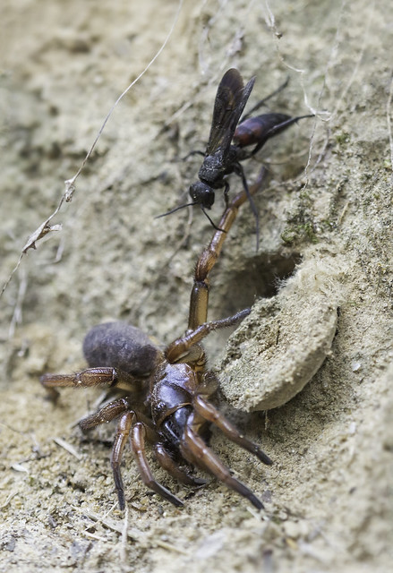 Wasp vs Spider