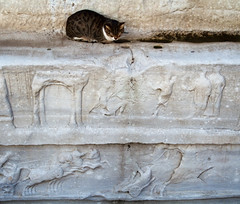 The cat who owns the Obelisk of Theodosius