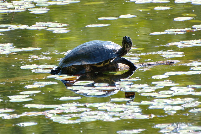 Monet's turtle