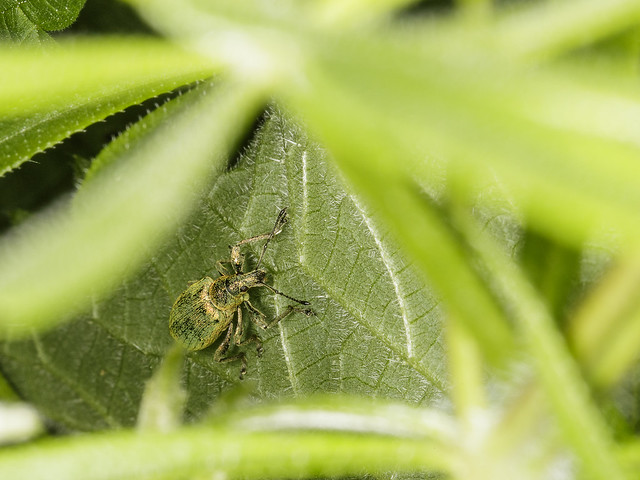 Green immigrant leaf weevil