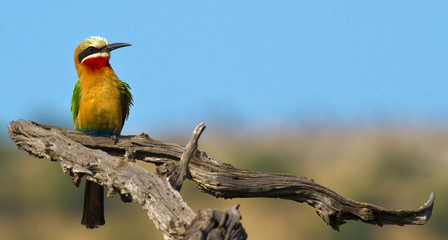 white fronted bee eater