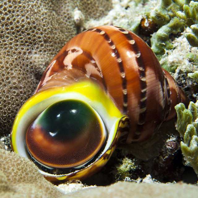 The one eyed gastropod