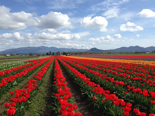 flowers sky clouds tulips blossoms blooms happybirthdaytome roozengaarde tulipfields mountvernonwa 115in2015 89aphototakenonyourbirthday