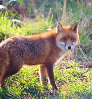 Fox michelle red Red Fox